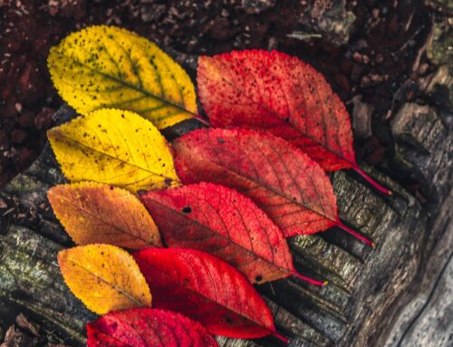 Oportunitats de finançament per a l’Educació Ambiental – Octubre 2025