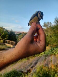 Imatge d'un ocell durant la seva identificació i anellament a l'Aula Ambiental Bosc Turull.
