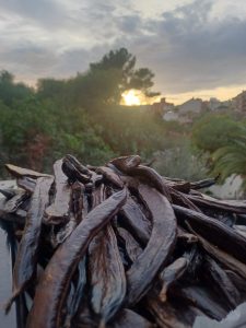 Fira Terra i Gust. Preparem xocolata de garrofa, programació tardor 2026 de l'Aula Ambiental Bosc Turull.